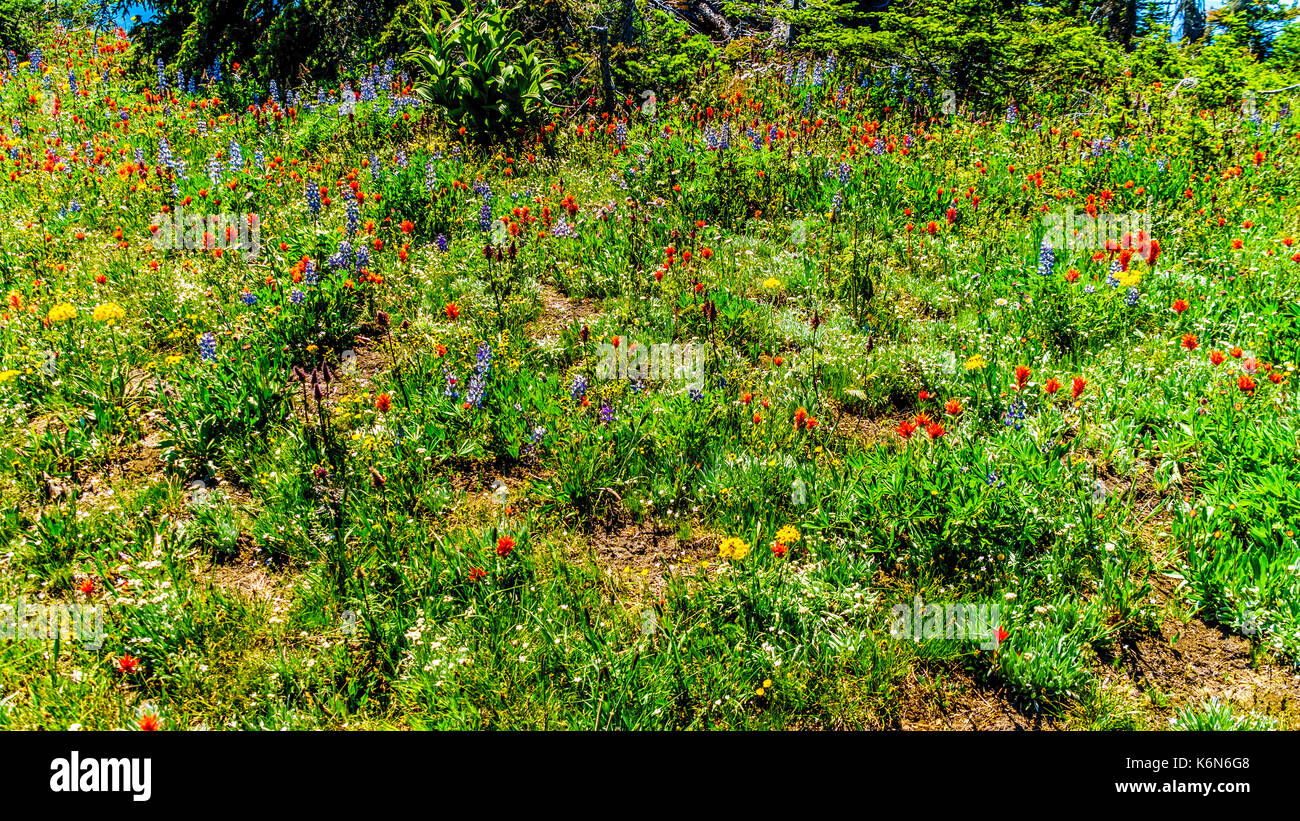 Wildflowers in the high alpine of the Shuswap Highlands in central British Columbia Canada Stock Photo
