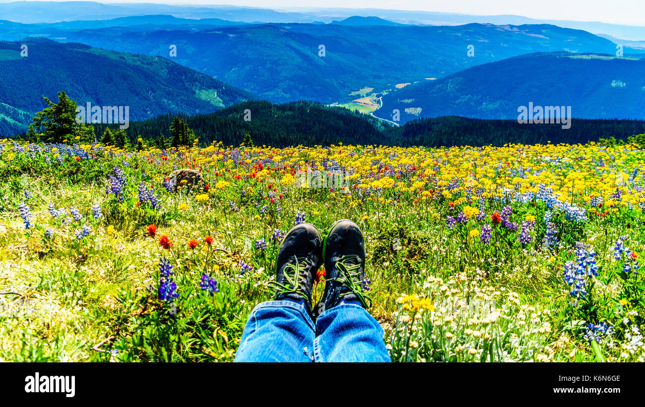 Feet resting in a field of wildflowers in the high alpine of the Shuswap Highlands in central British Columbia Canada Stock Photo