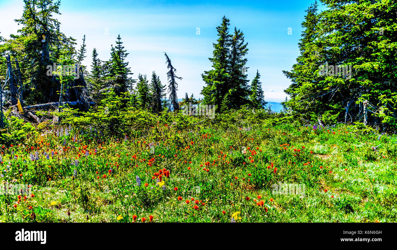 Wildflowers in the high alpine of the Shuswap Highlands in central British Columbia Canada Stock Photo
