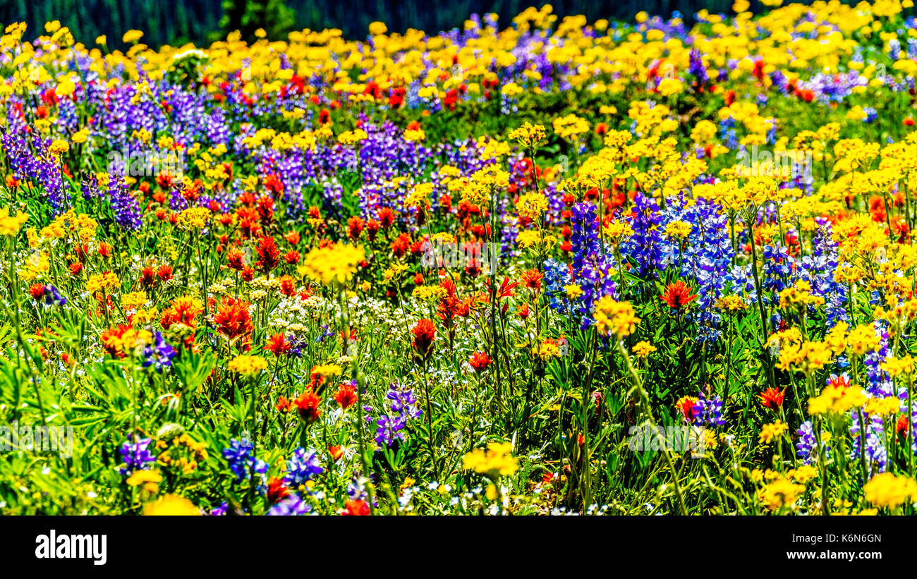 An abundance of wildflowers in the high alpine of the Shuswap Highlands in central British Columbia Canada Stock Photo