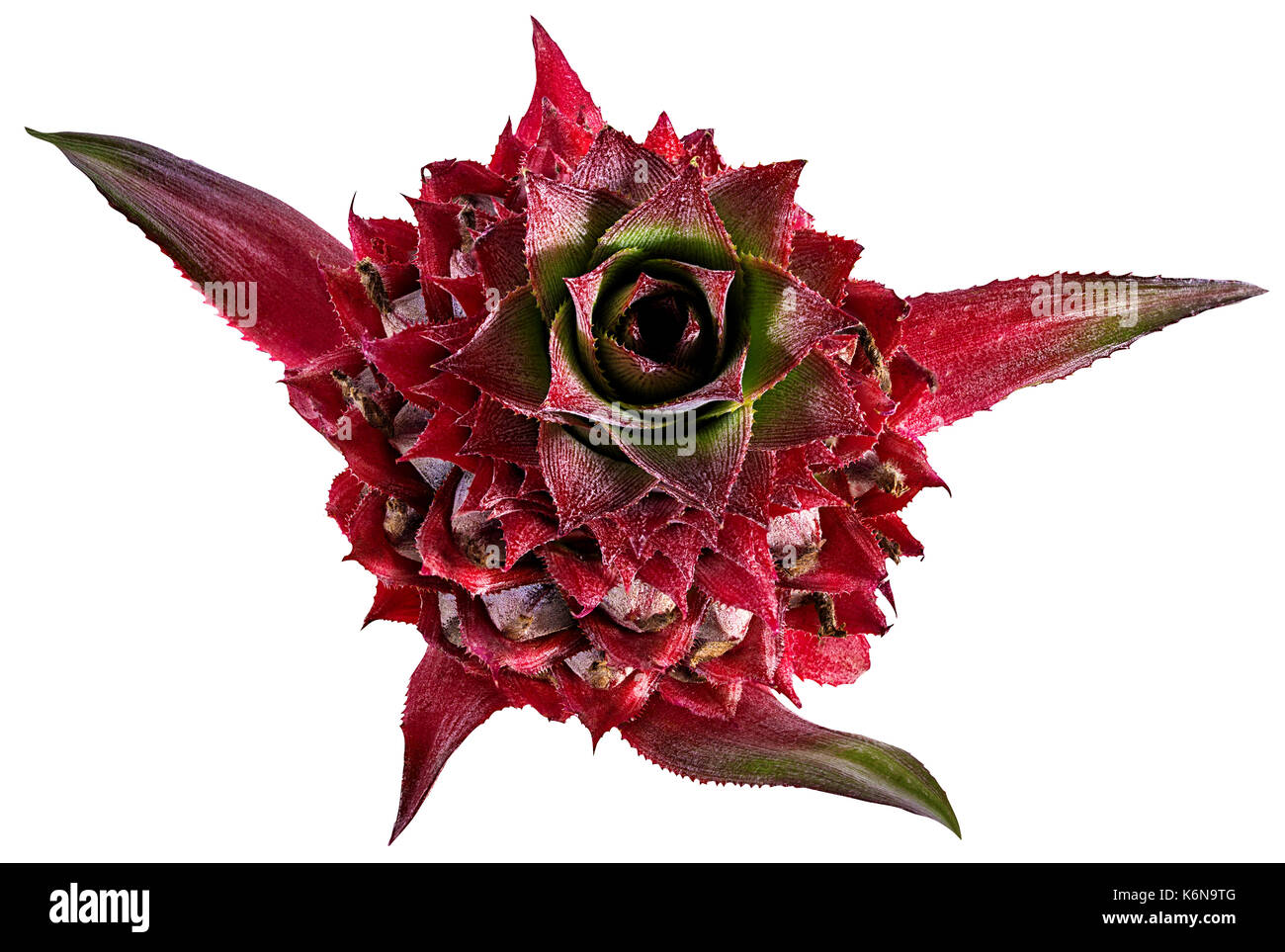 pineapple flowers solated on white background Stock Photo