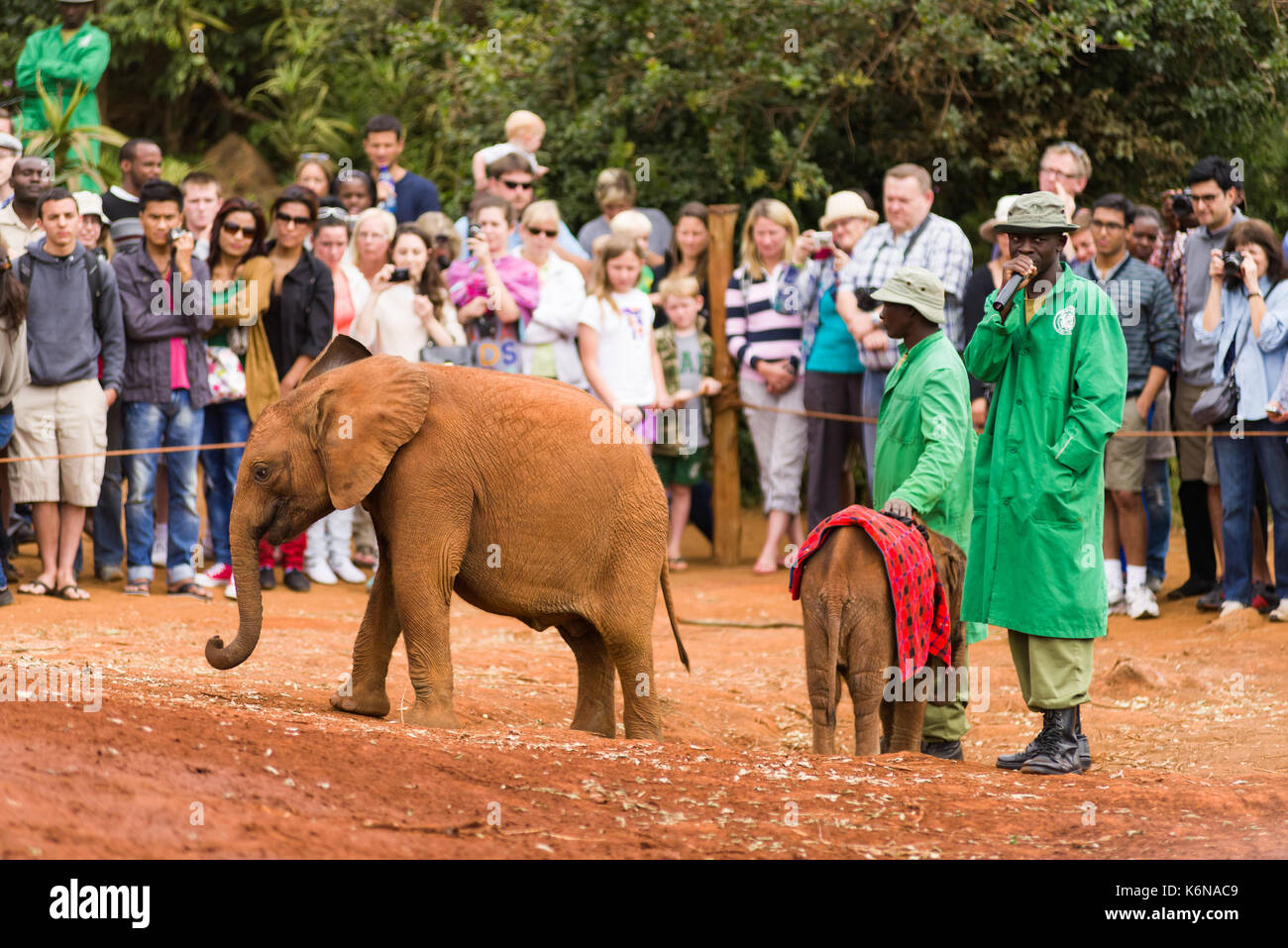 Juvenile baby African bush elephant (Loxodonta africana) during feeding time at David Sheldrick's Elephant Orphanage, Nairobi, Kenya Stock Photo