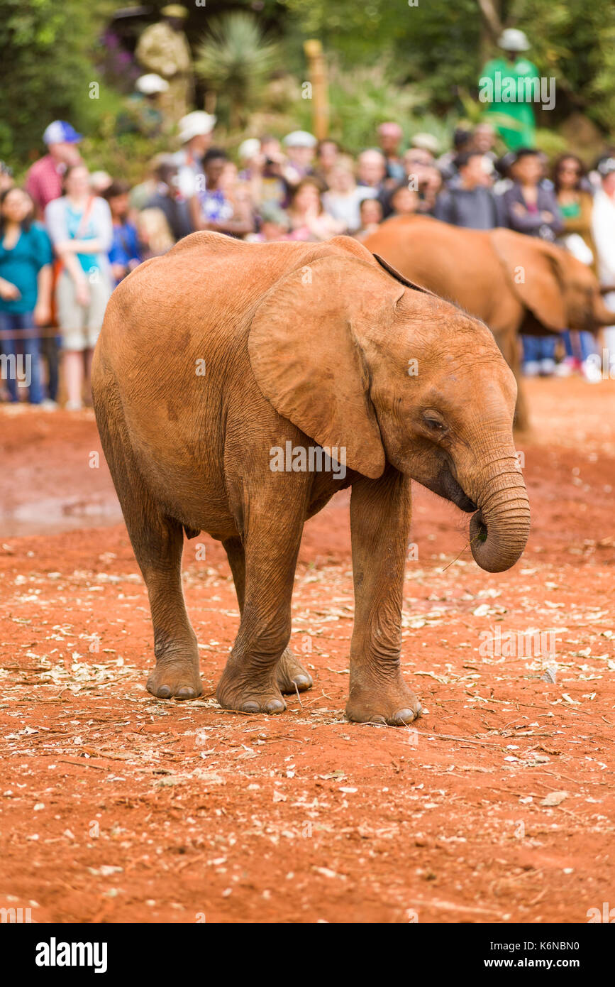 Juvenile baby African bush elephant (Loxodonta africana) during feeding time at David Sheldrick's Elephant Orphanage, Nairobi, Kenya Stock Photo