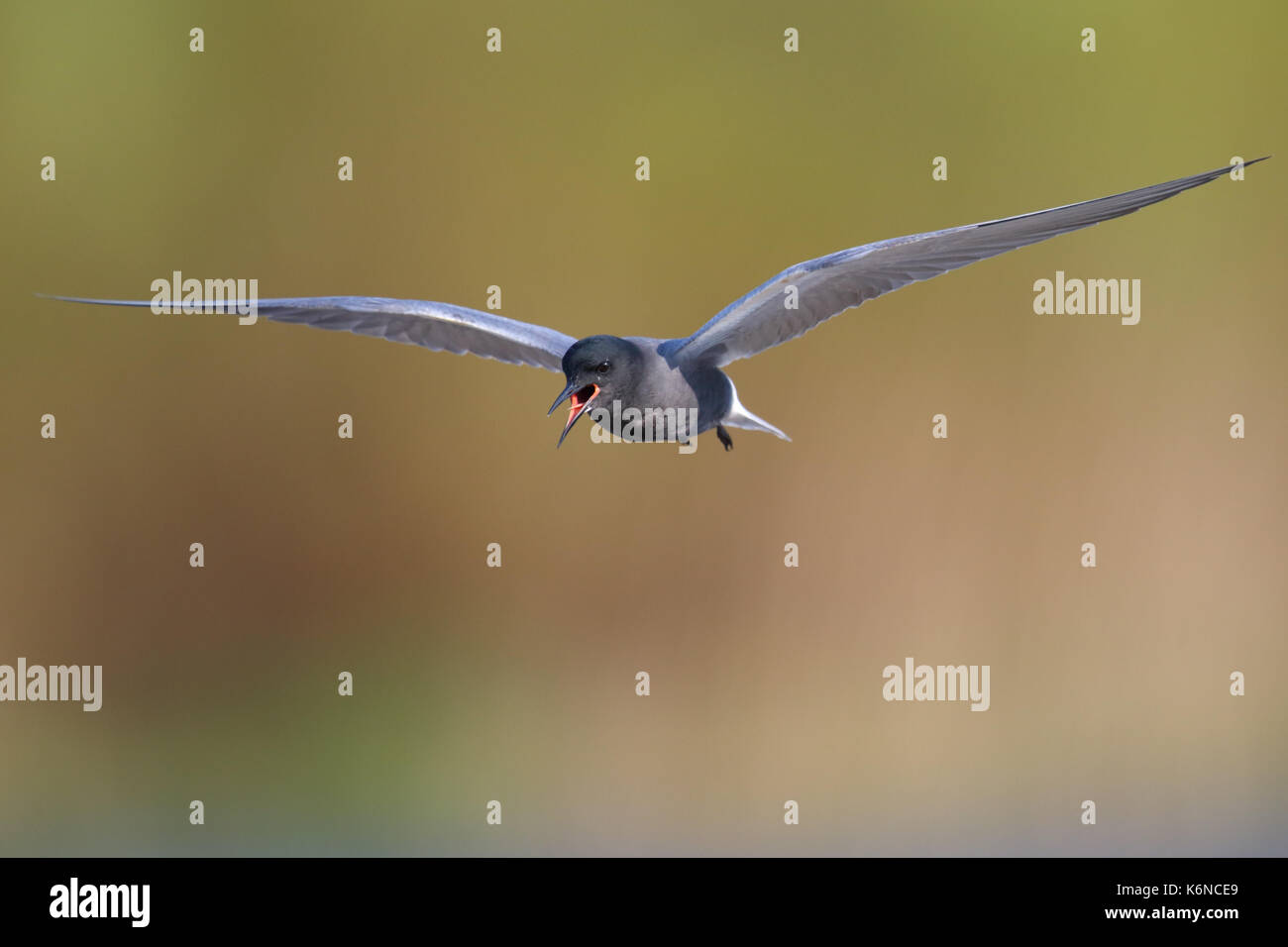 Black Tern (Chlidonias niger) in flight, spring, Europe. Stock Photo