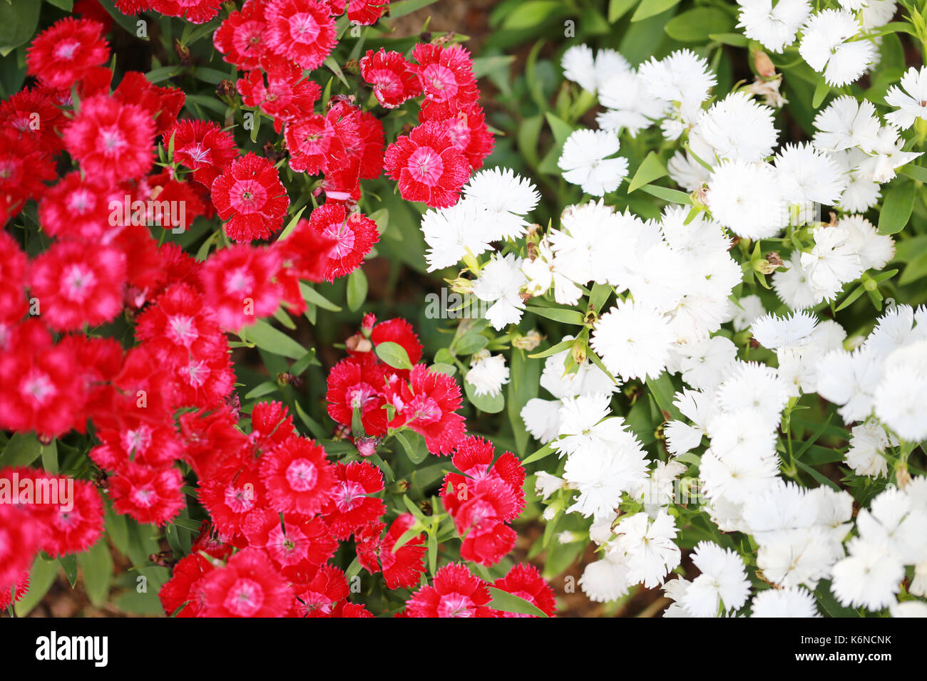 Red and white Dianthus chinensis flower is species of Dianthus native