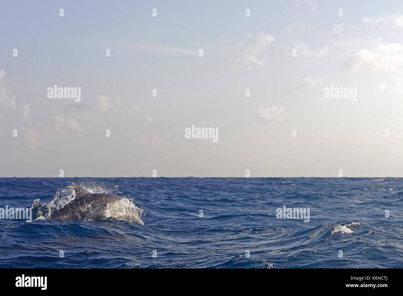 Dolphins swimming in Indian ocean near Africa Stock Photo