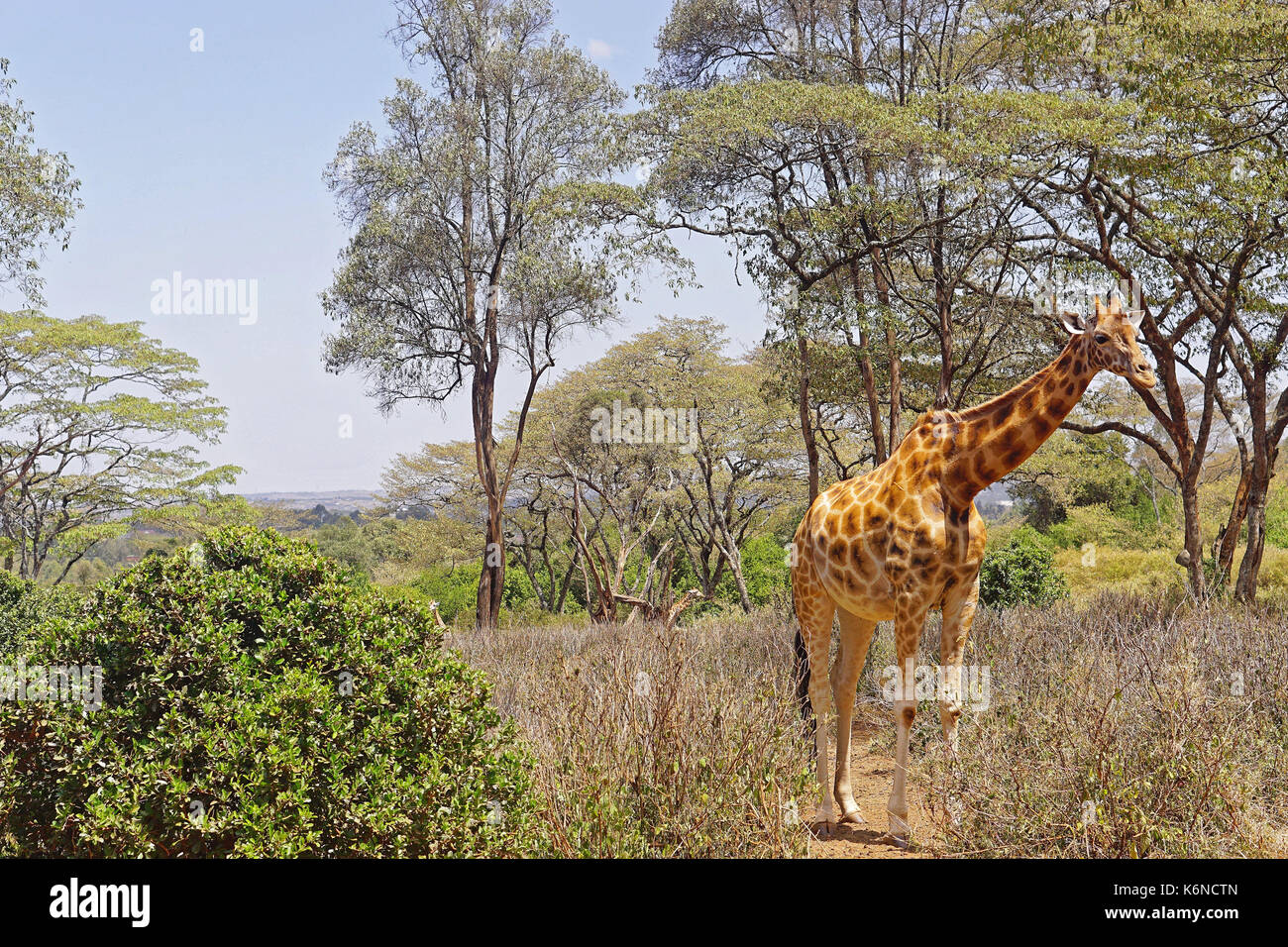 Wild animal giraffe in Africa Stock Photo