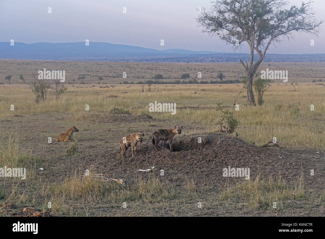 Several spotted hyenas near hole in Africa Stock Photo
