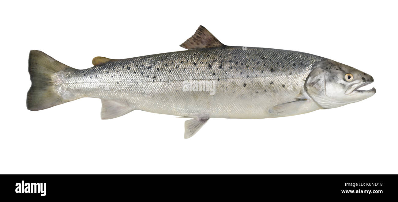 Sea trout hi-res stock photography and images - Alamy