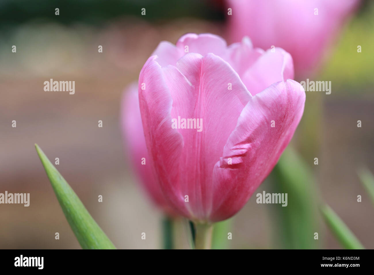 Bright Pink tulips blossoming in the garden. Stock Photo