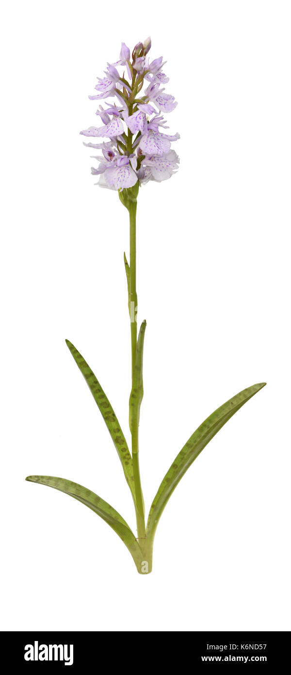 Heath Spotted-orchid - Dactylorhiza maculata Stock Photo