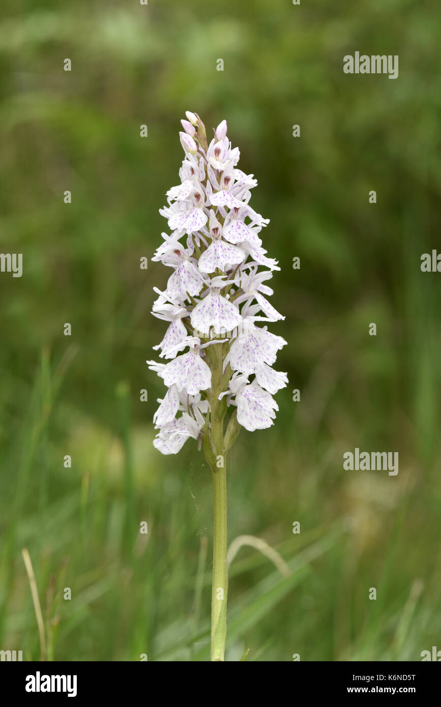 Heath Spotted-orchid - Dactylorhiza maculata Stock Photo