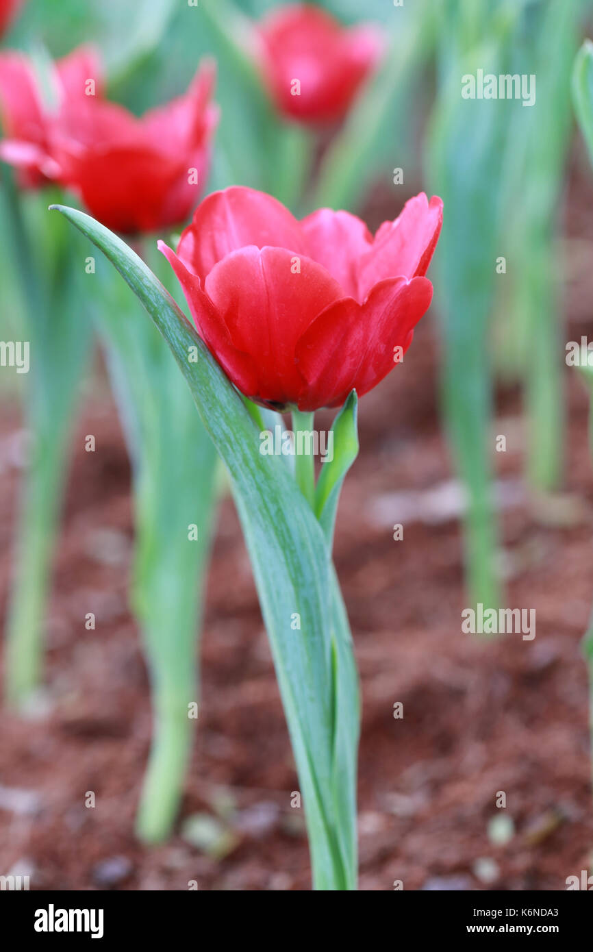 Bright red tulips blossoming in the garden. Stock Photo