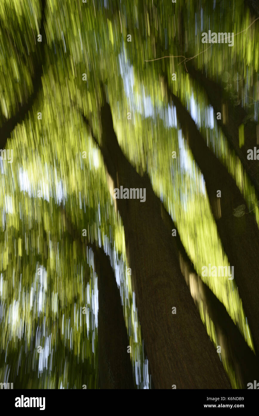 Small-leaved Lime - Tilia cordata Stock Photo