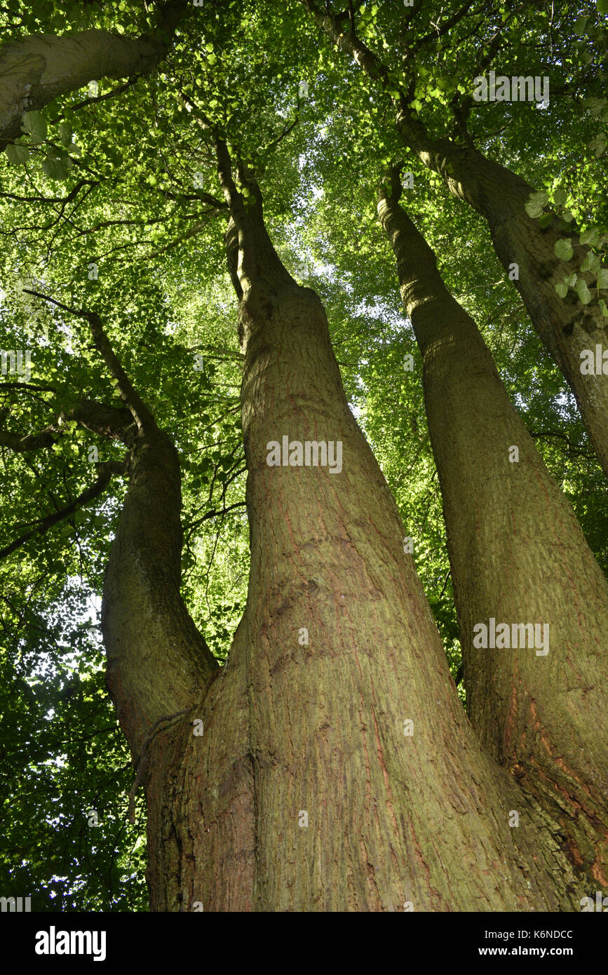 Small-leaved Lime - Tilia cordata Stock Photo