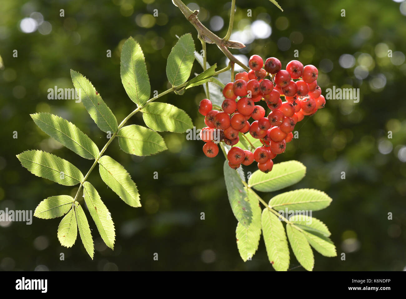 Rowan - Sorbus aucuparia Stock Photo