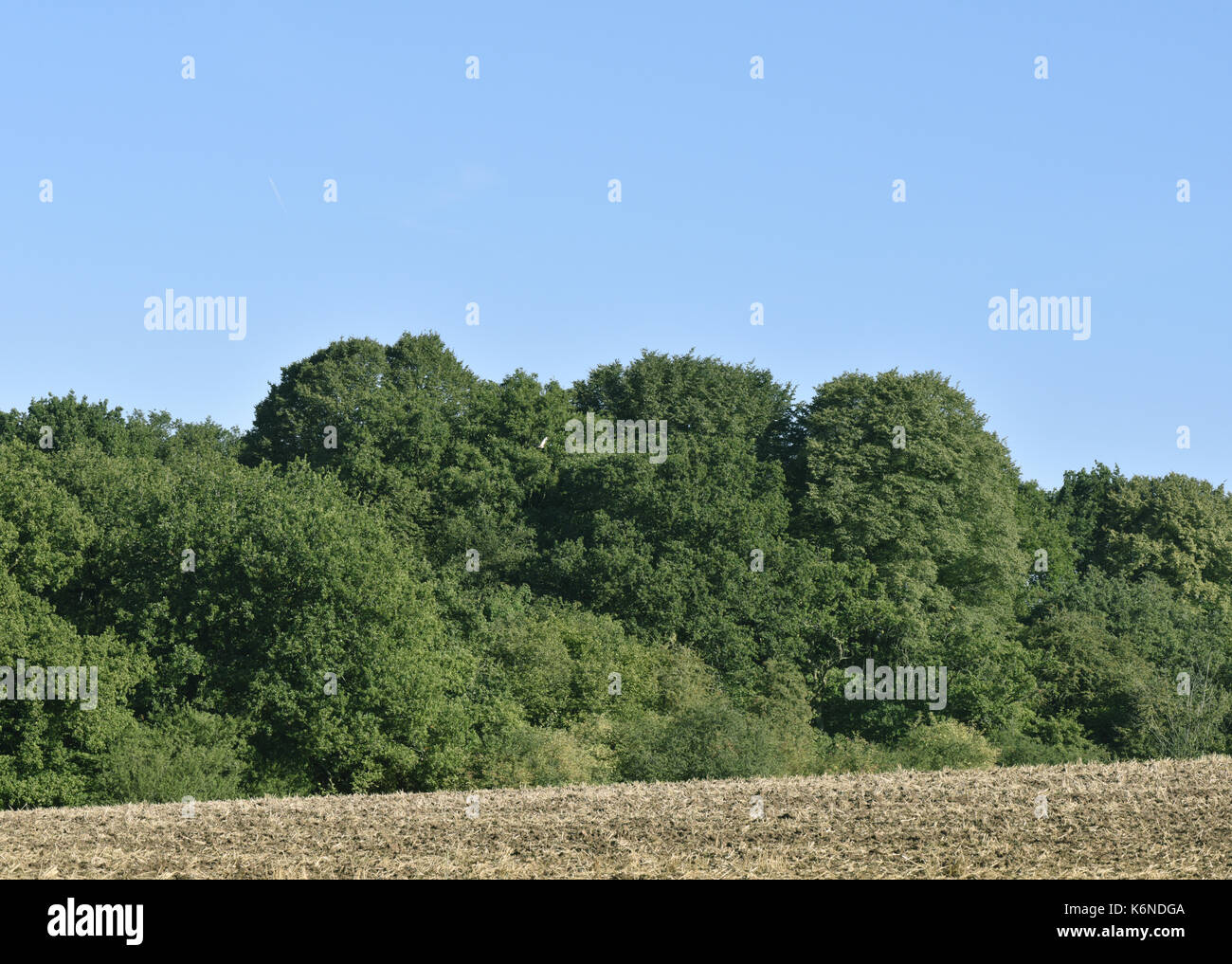 Piles Copse - a Woodland Trust Woodland near Coventry Stock Photo