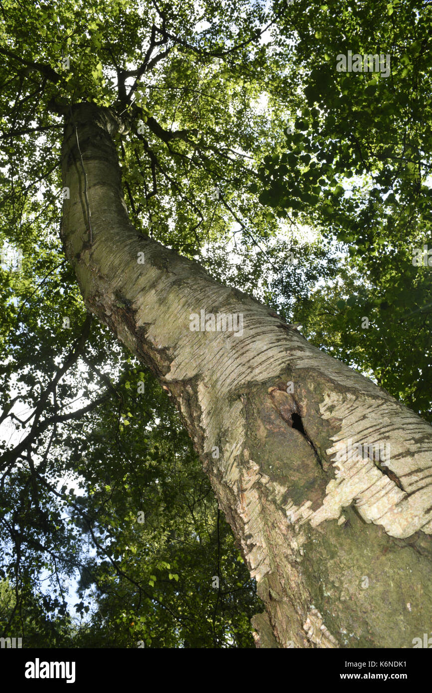 Downy Birch - Betula pubescens Stock Photo