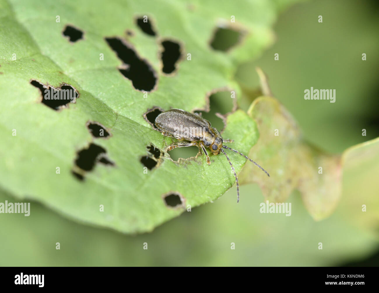 Viburnum Leaf Beetle - Pyrrhalta viburni Stock Photo