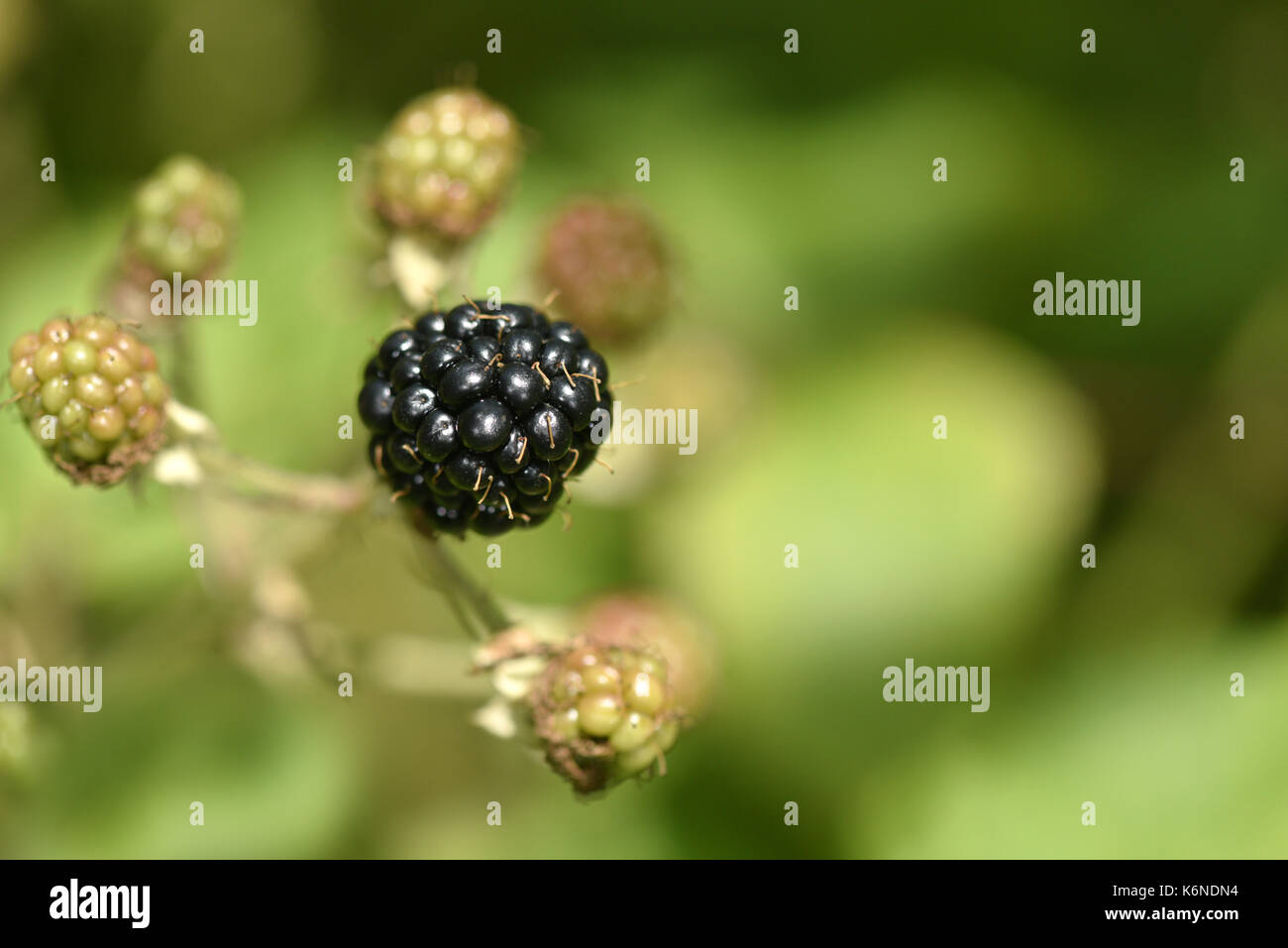 Bramble - Rubus fruticosus Stock Photo