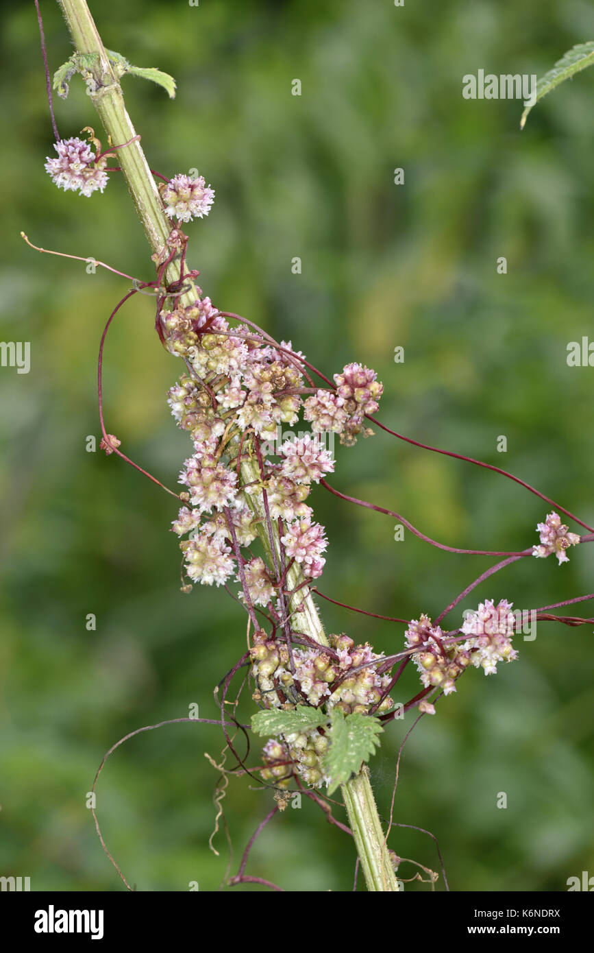 Greater Dodder - Cuscuta europaea - a parasite of Common Nettle Urtica dioica Stock Photo
