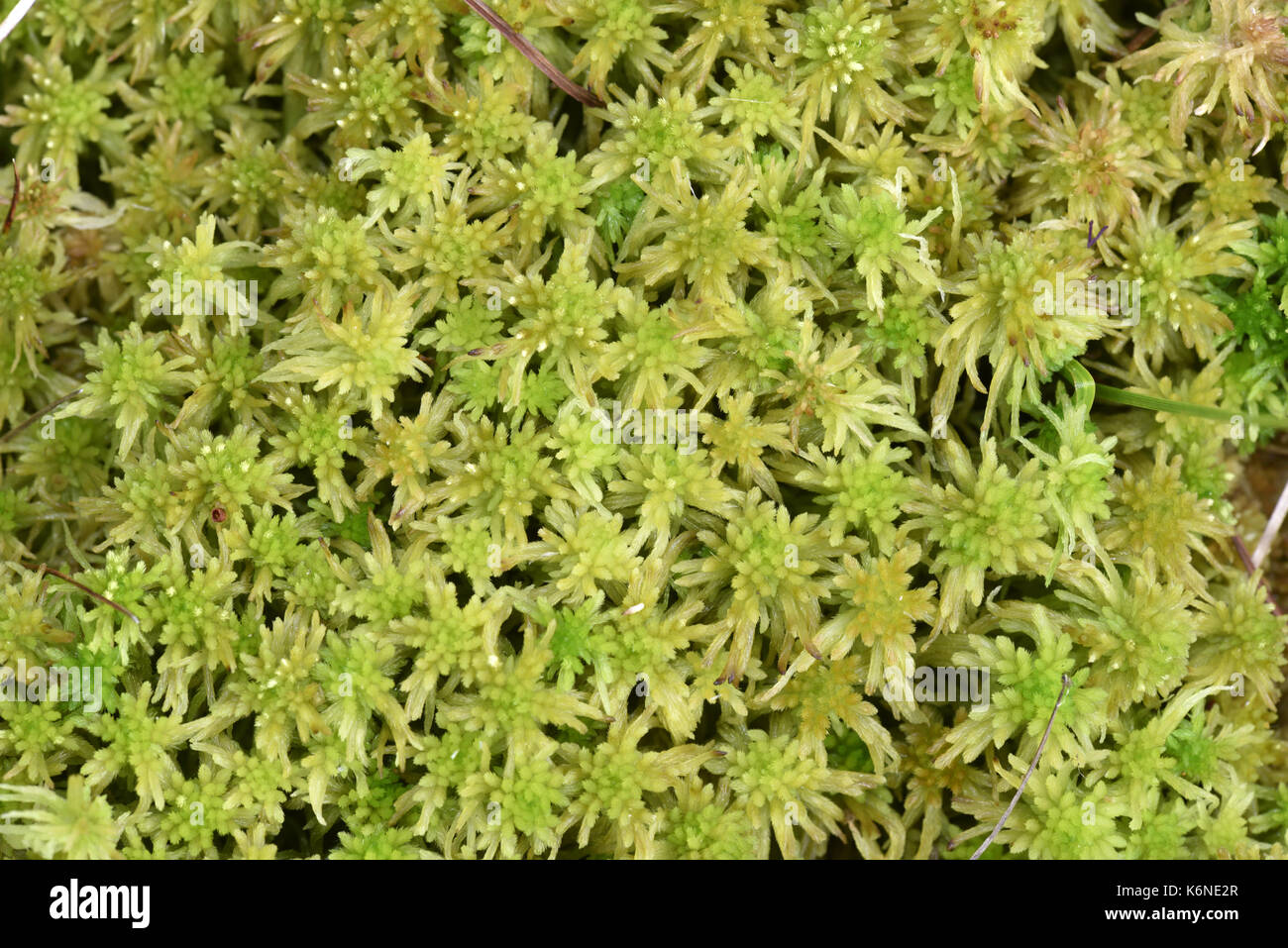 Bog-moss - Sphagnum recurvum Stock Photo