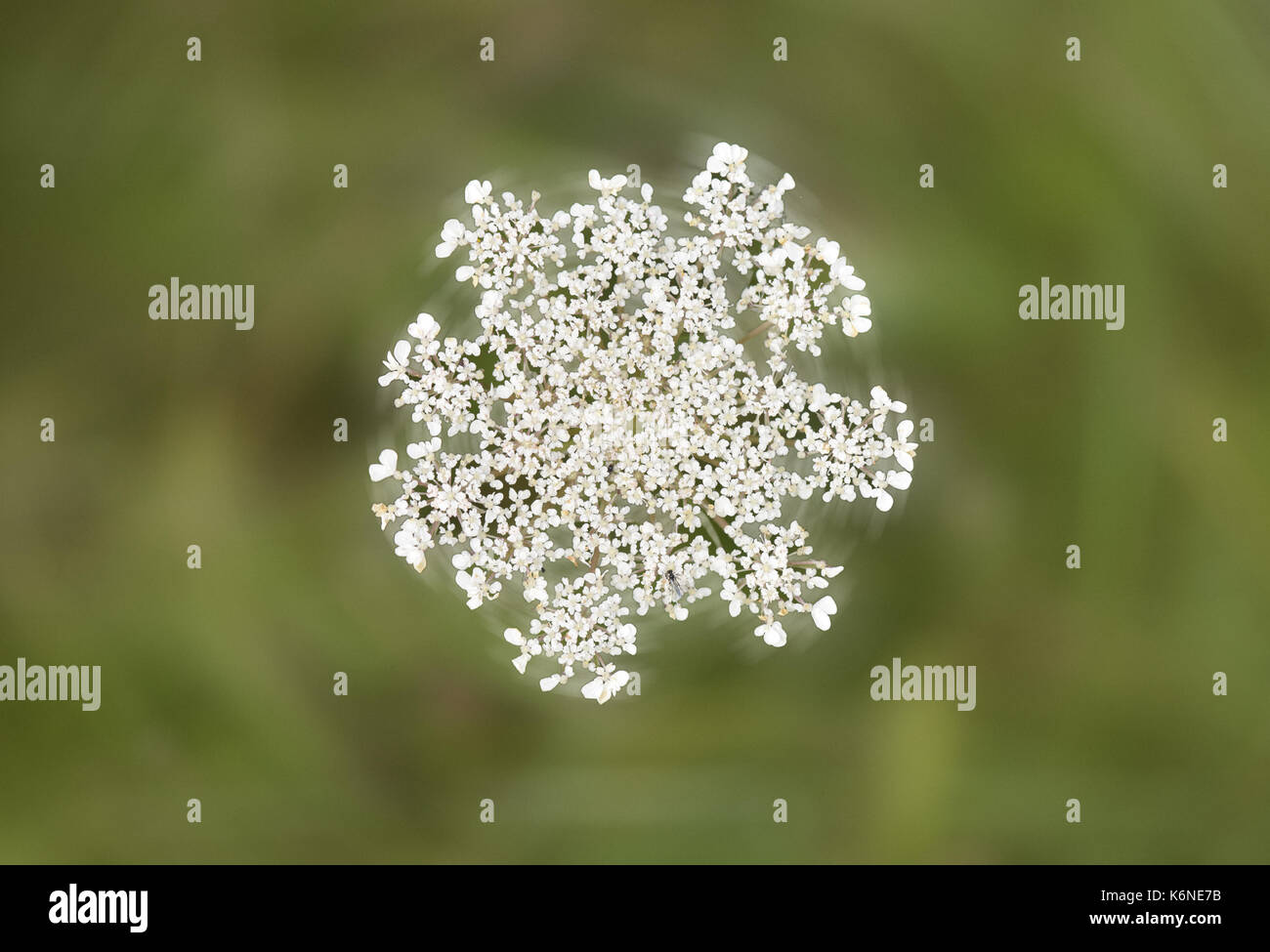 Burnet-saxifrage - Pimpinella saxifraga Stock Photo
