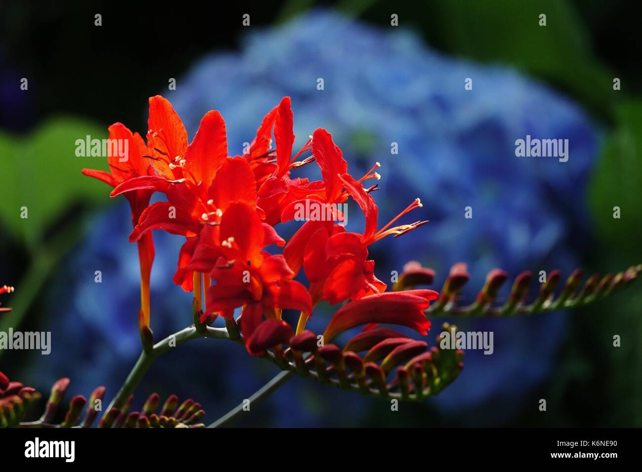 Crocosmia flower blooming Stock Photo