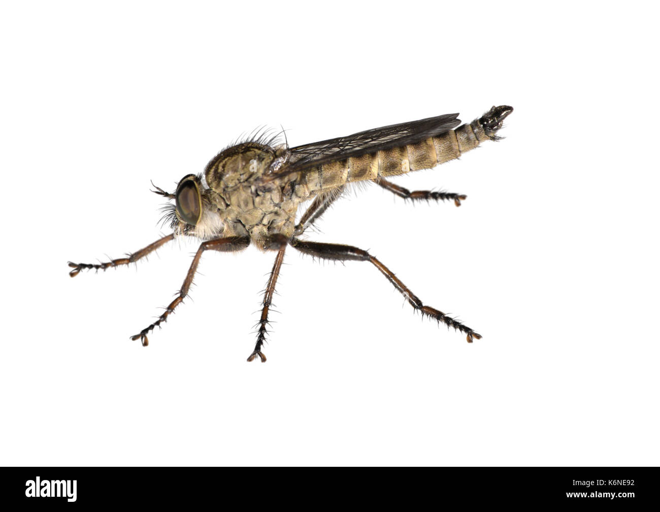 Brown Heath Robberfly - Machimus cingulatus Stock Photo