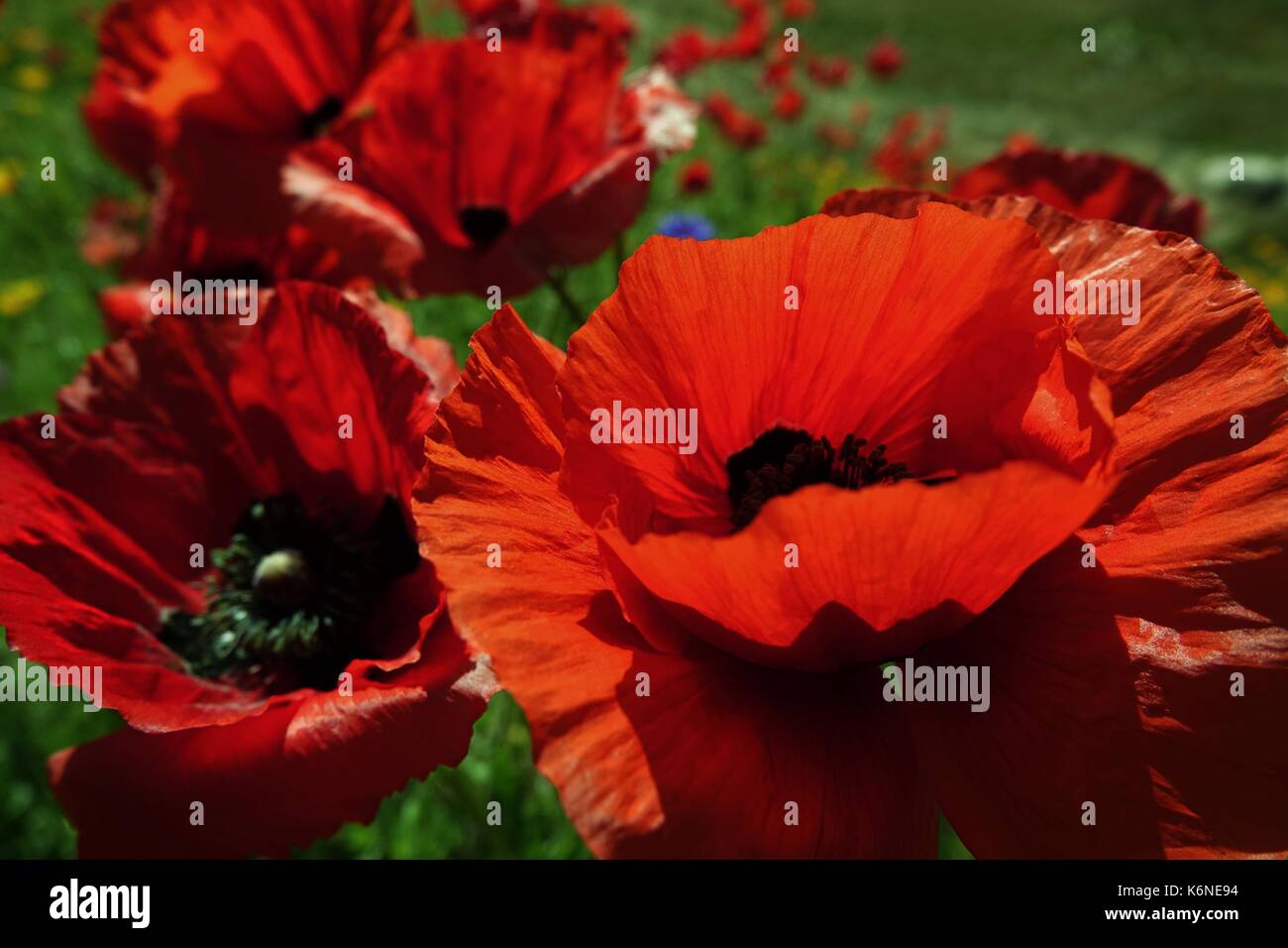 Poppys blooming Stock Photo