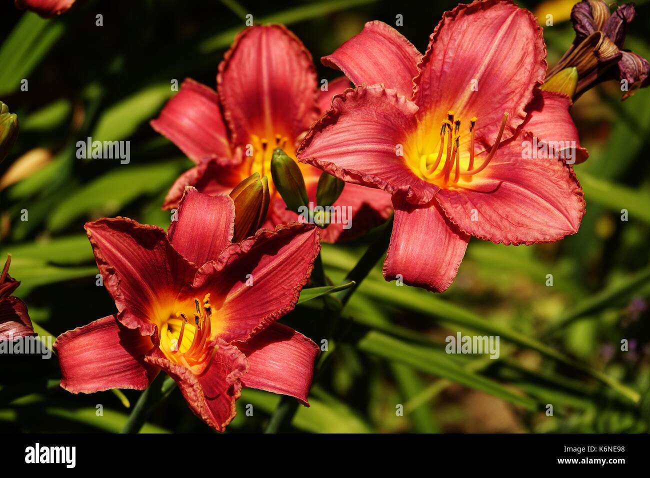 Tiger lily blooming Stock Photo