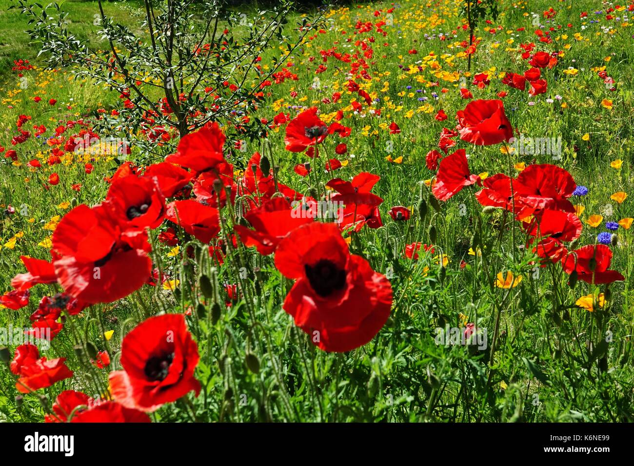 Summer field with poppies Stock Photo