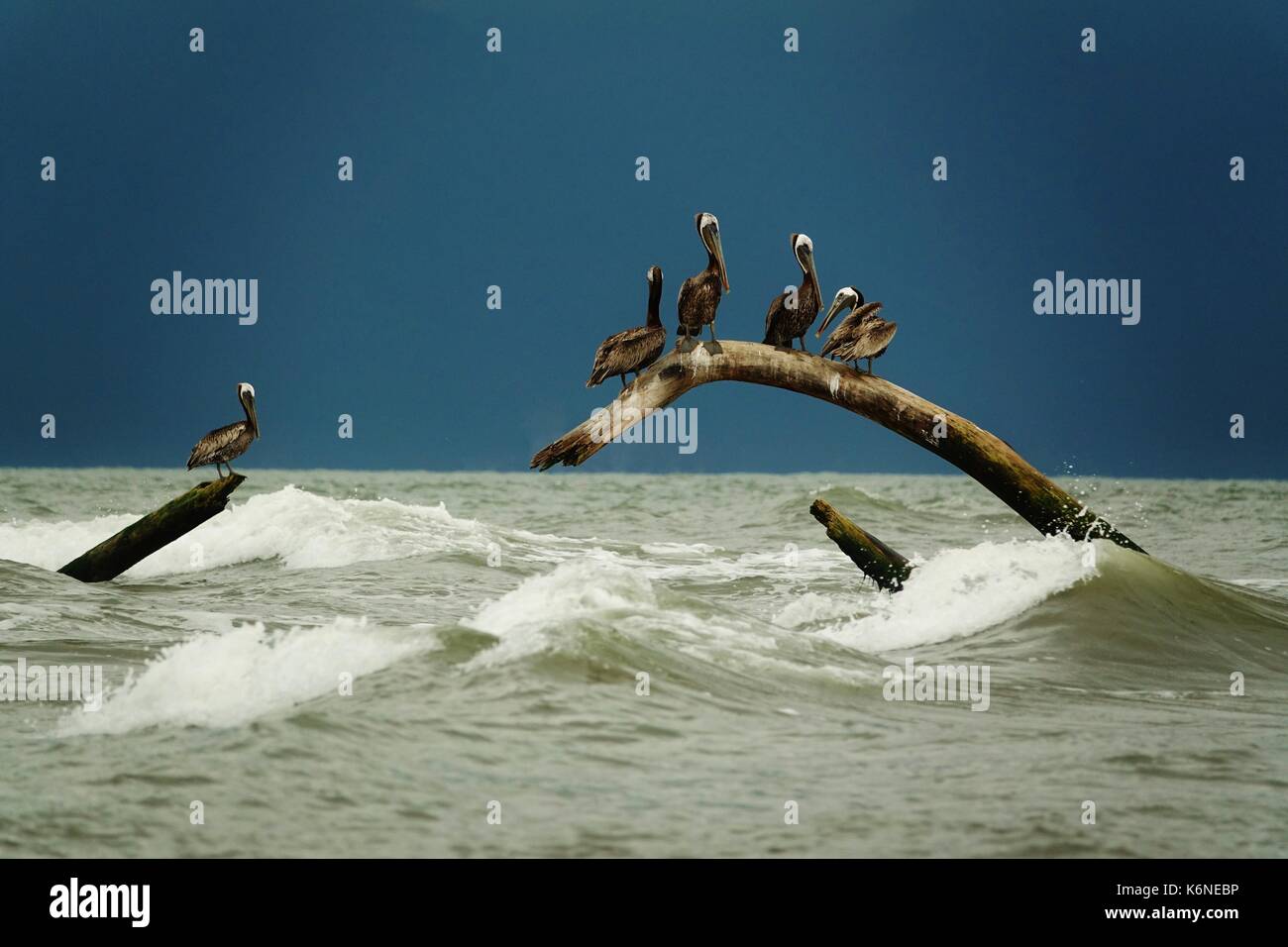 Pelicans sitting on tree in stormy ocean Stock Photo