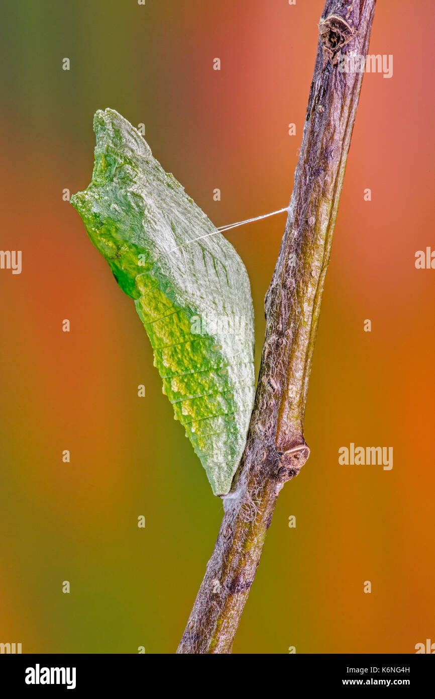 Black Swallowtail Butterfly Chrysalis - (Papilio polyxenes) in mid pupa stage during the metamorphosis cycle.  It is also known as a Parsnip Worm Cate Stock Photo