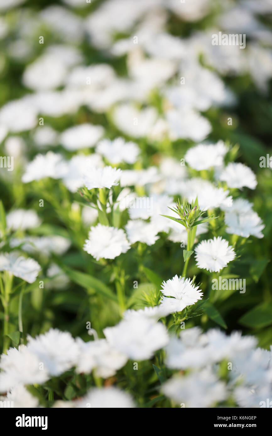 White Dianthus chinensis flower is species of Dianthus native Stock