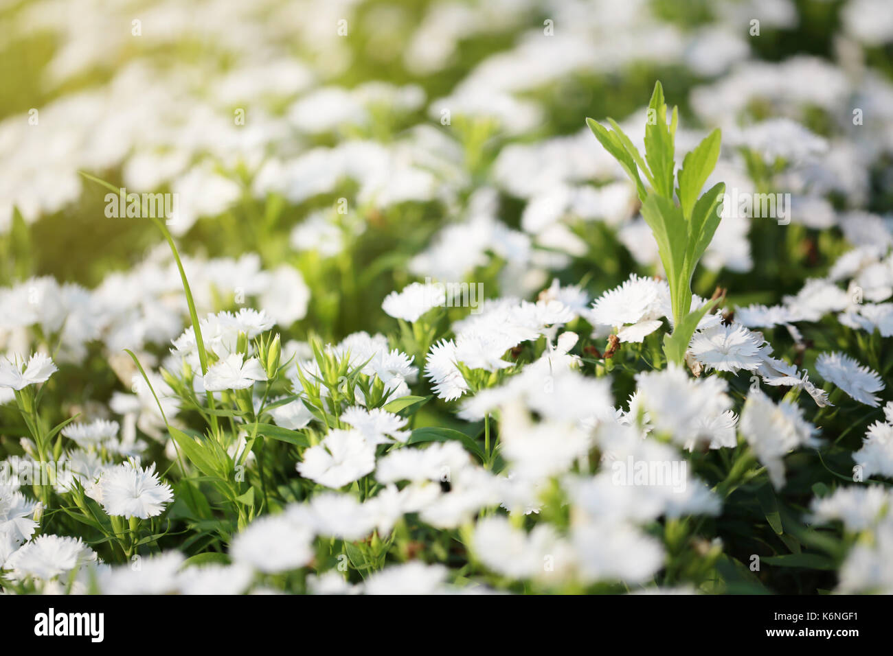 White Dianthus chinensis flower is species of Dianthus native. Stock Photo
