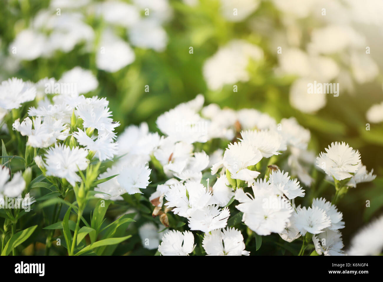 White Dianthus chinensis flower is species of Dianthus native Stock