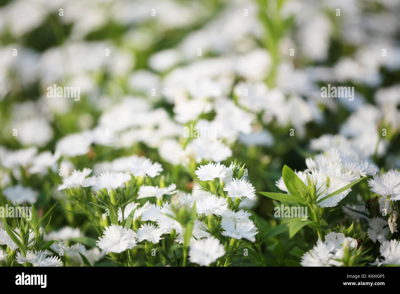 White Dianthus chinensis flower is species of Dianthus native. Stock Photo