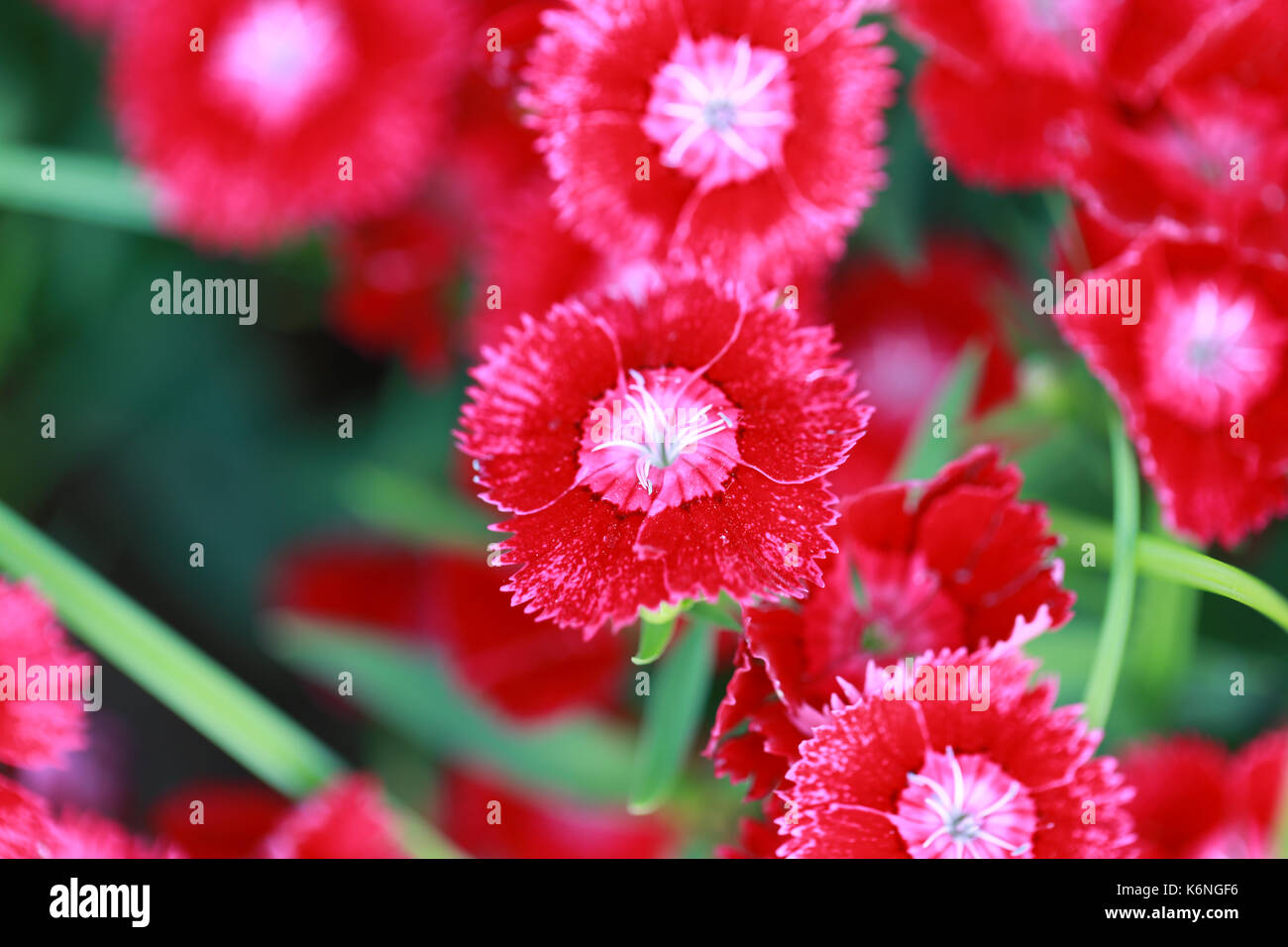 Red Dianthus chinensis flower is species of Dianthus native Stock Photo
