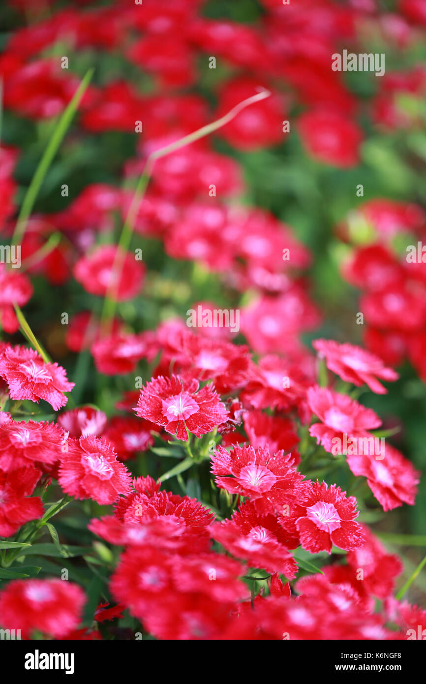 Red Dianthus chinensis flower is species of Dianthus native Stock Photo