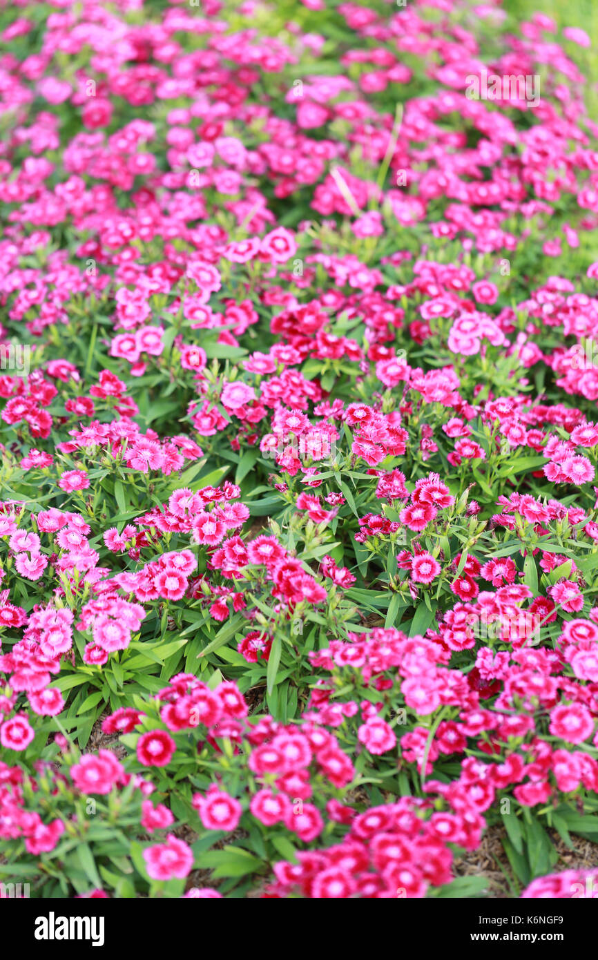 Pink Dianthus chinensis flower is species of Dianthus native Stock