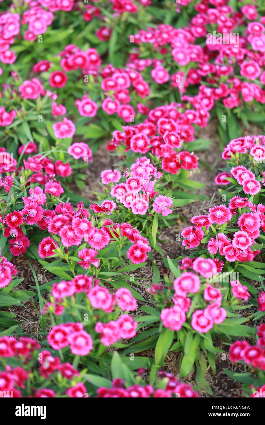 Pink Dianthus chinensis flower is species of Dianthus native Stock