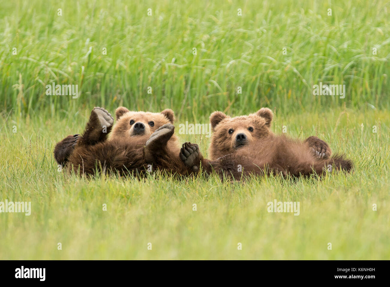 Yearling cubs reclining Stock Photo