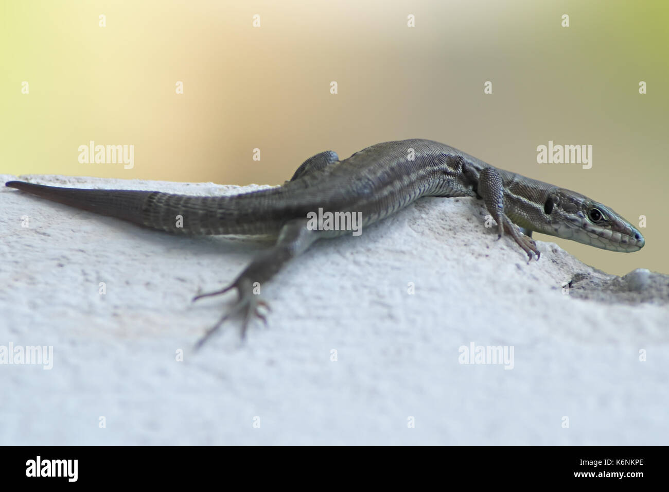 Common wall lizard (Podarcis muralis) lying on sun on a wall Stock Photo