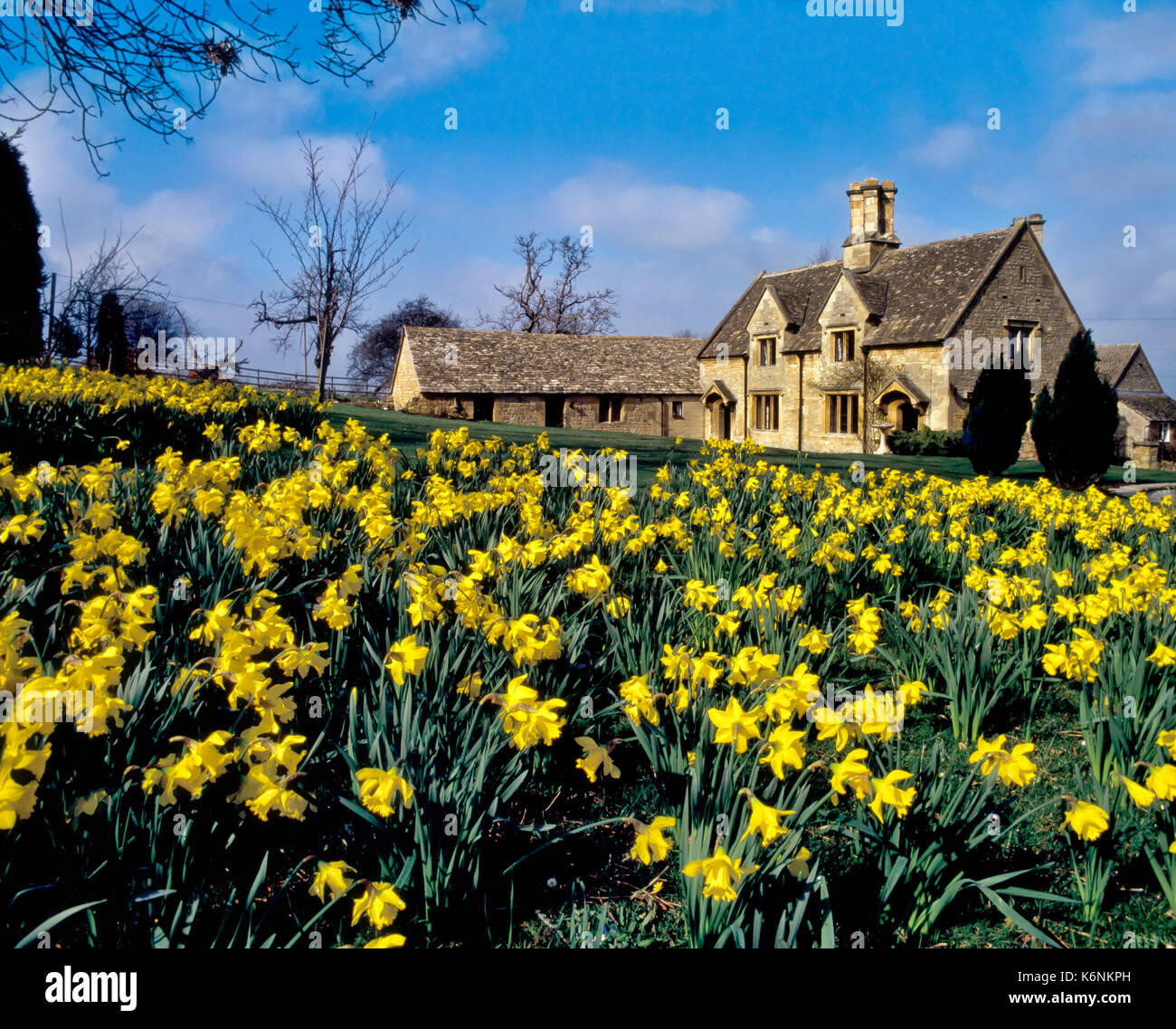 Daffodils. Garden daffodils at an English rural country home Stock