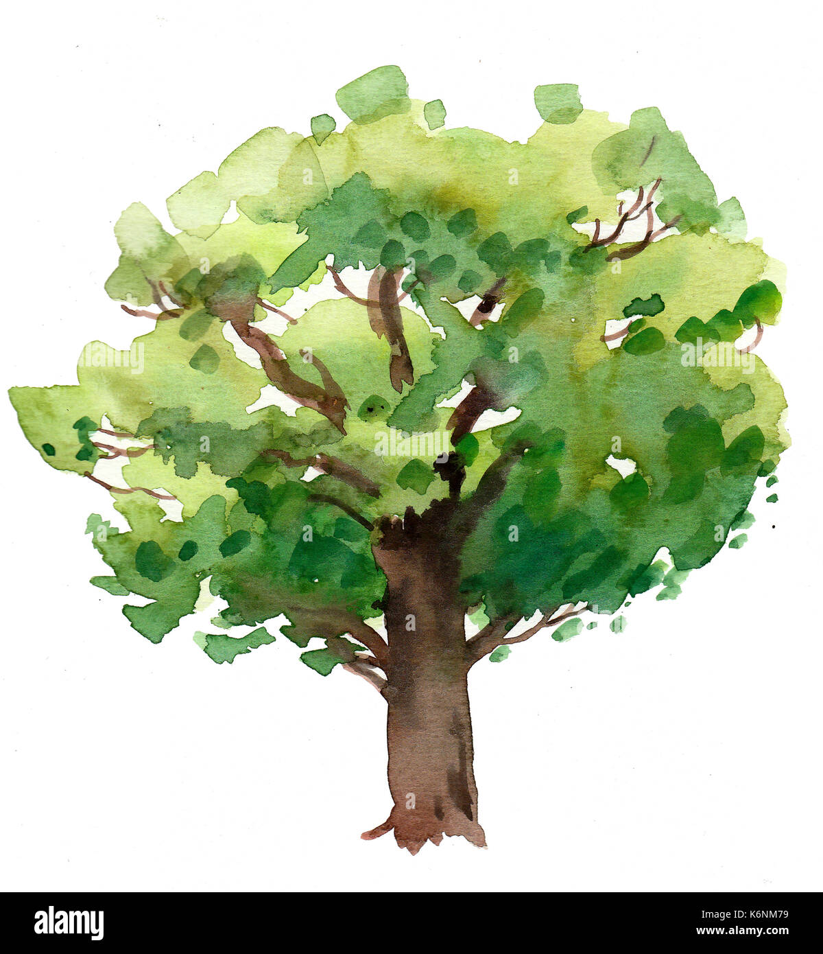 Watercolor oak tree Stock Photo