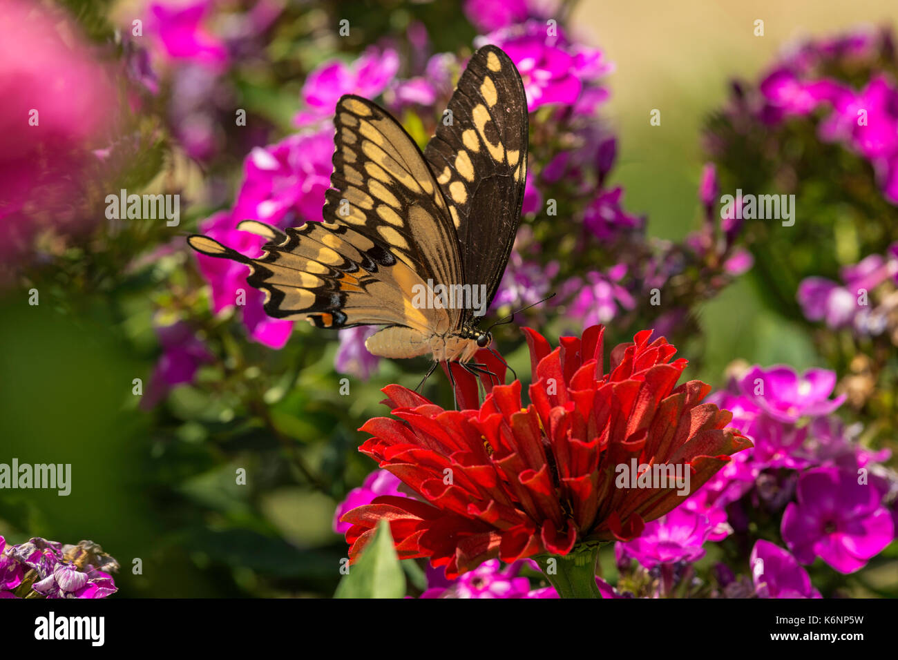 Giant Swallowtail butterfly on Zinnia flower. Stock Photo