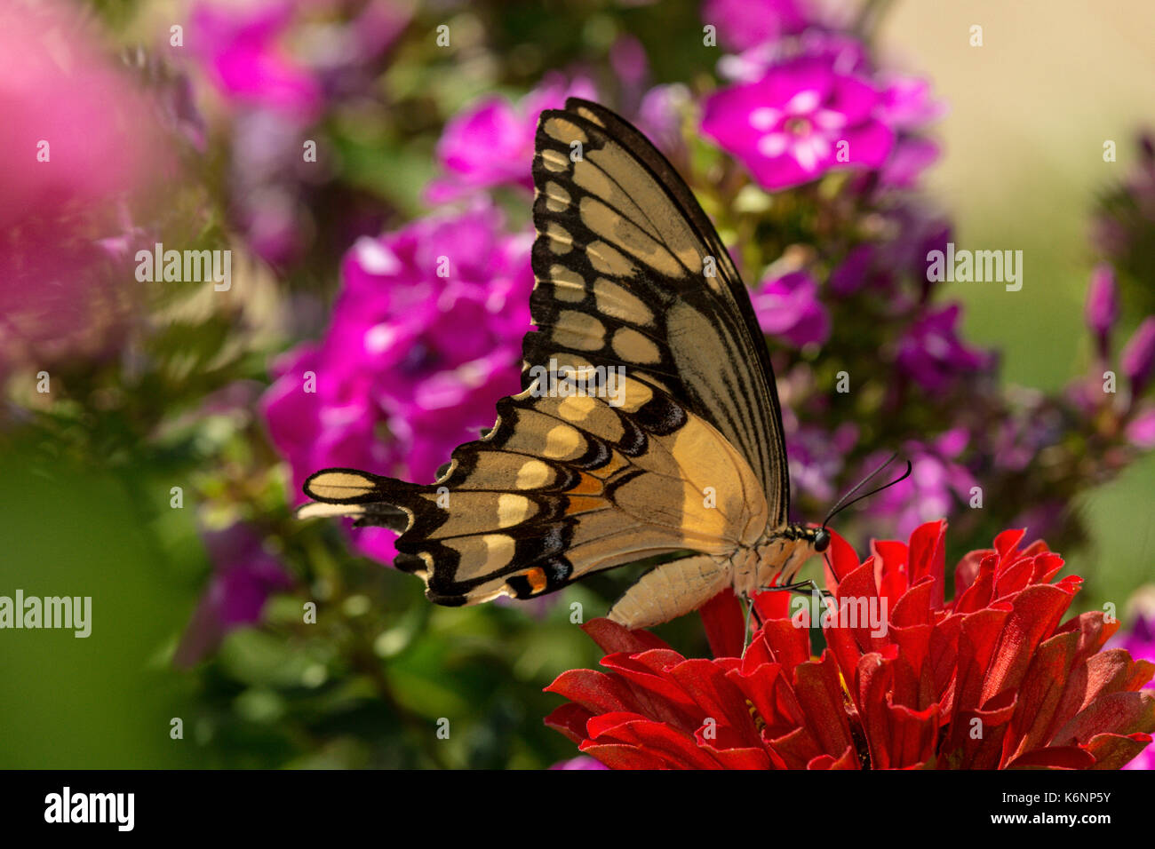 Giant Swallowtail butterfly on Zinnia flower. Stock Photo