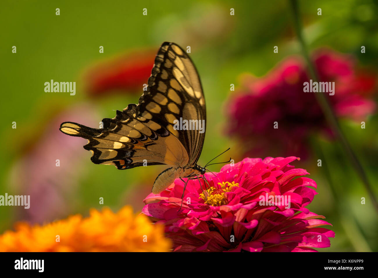 Giant Swallowtail butterfly on Zinnia flower. Stock Photo