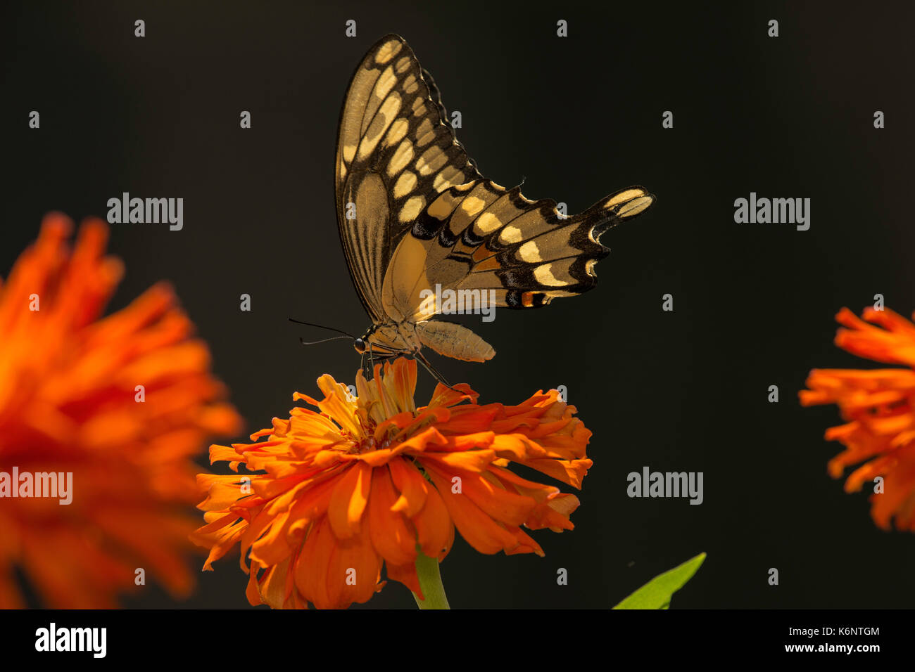 Giant Swallowtail butterfly on Zinnia flower. Stock Photo